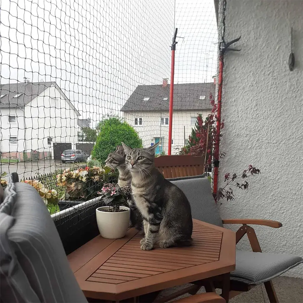 Kedi Güvenlik Filesi