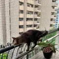 Kedi Güvenlik Filesi